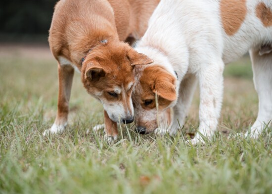 Odette and Orson, 21 week old pups.