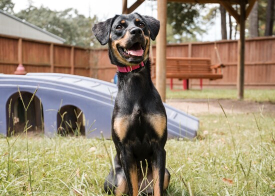 Chica, a 3 year old stray enjoys the playground.