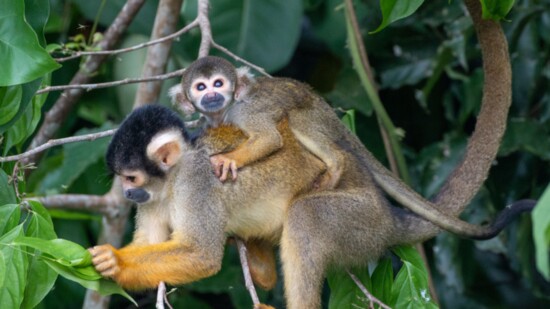 Take an eco tour to Peru to see squirrel monkeys in their natural habitat