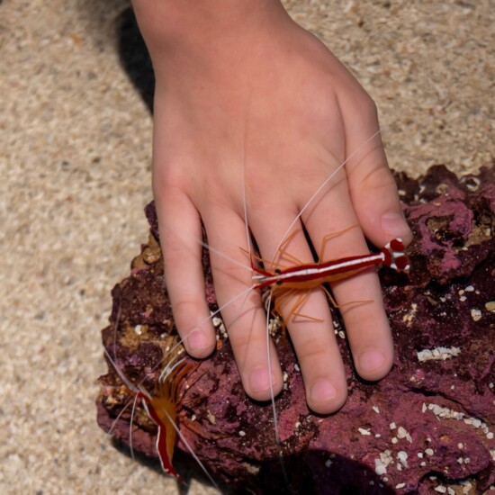 Visit the touch tank at Daytona Aquarium or check out an Animal Encounter Show held Daily!