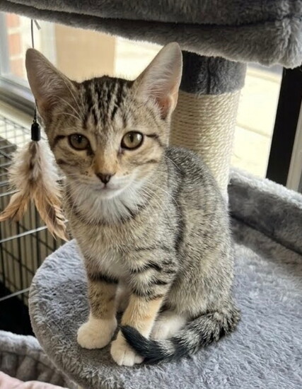 Courtesy RAIN: Rescuing Animals In Need