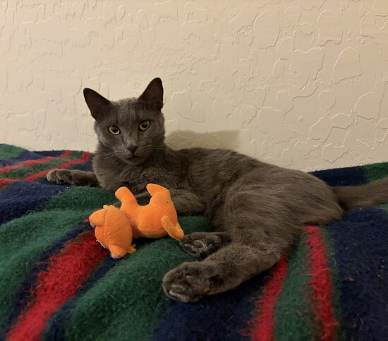 Courtesy RAIN: Rescuing Animals In Need