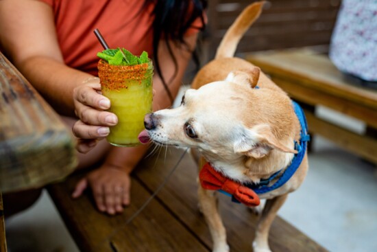 Tail waggers love brunch at Monkey's Tail. Photo by Kirsten Gilliam 