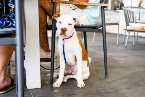 Dog friends are always welcome at Pier 6 Oyster House. Photo by Kirsten Gilliam 