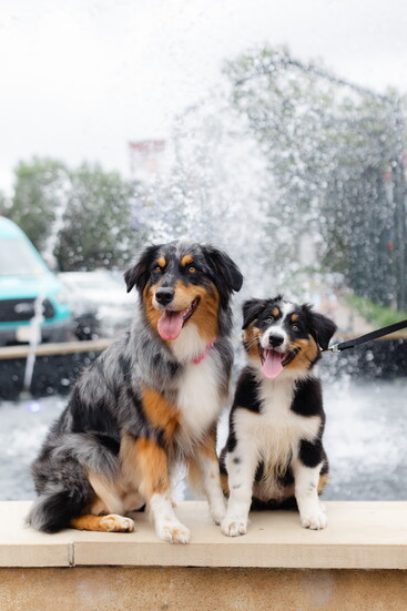 Timber and Jinx