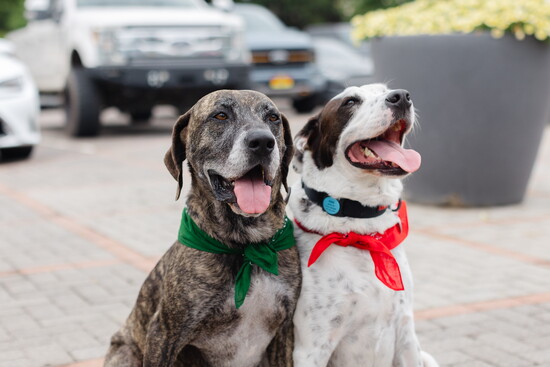 Otis and Benji