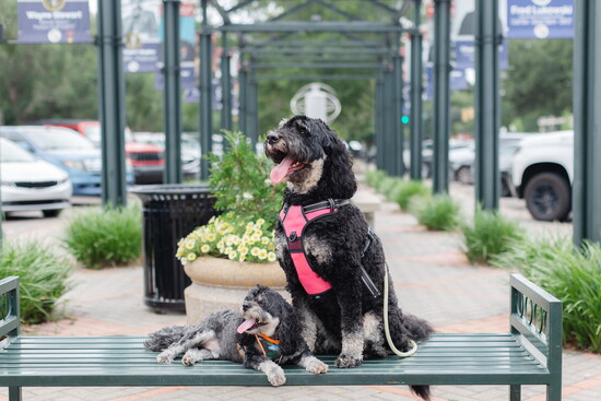 Winston and Dolly