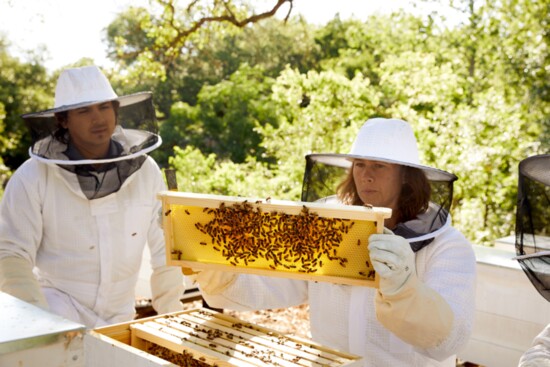 Miraval uses their locally sourced honey in facial treatments and for culinary delights.