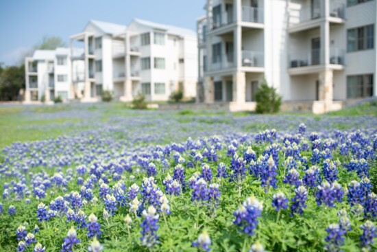Texas Bluebonnets thrive on the grounds at Miraval.