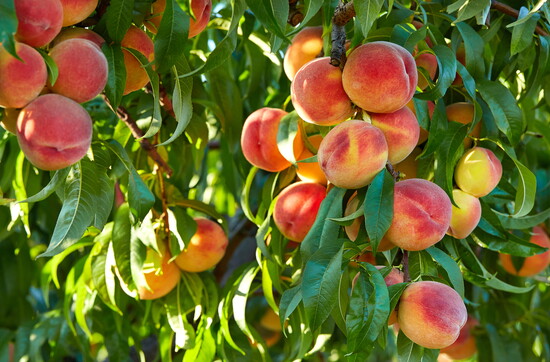 Fresh Fredericksburg peaches signal the arrival of one of the Hill Country's sweetest summer traditions.