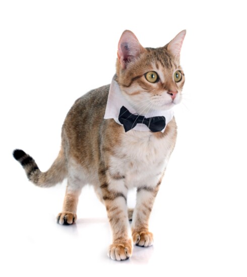 Cat bow tie