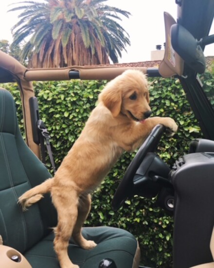 Sweetie takes the wheel
