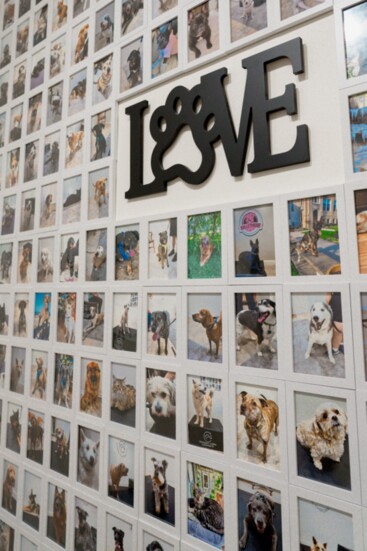 A photo wall of four-legged clients prompts pet stories with happy endings.