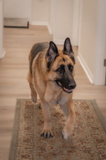 Atlas, the Zook's German Shepard that inspired their practice expansion to animal care. 