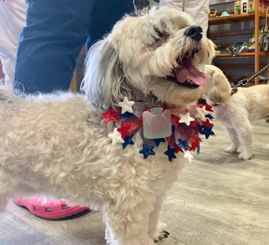 Holly proudly wears her Red, White and Blue.