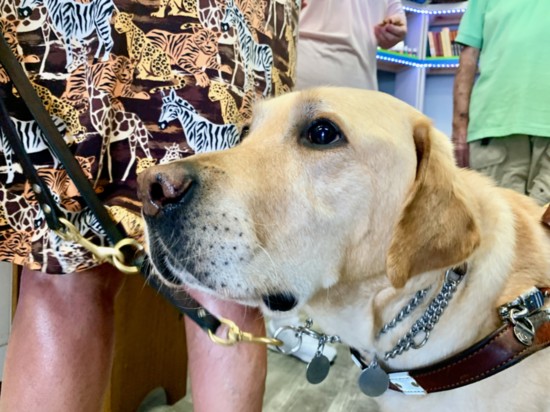 Gretzky, a yellow Lab service dog, eying some of the delicious treats at Main St. Pet Boutique.