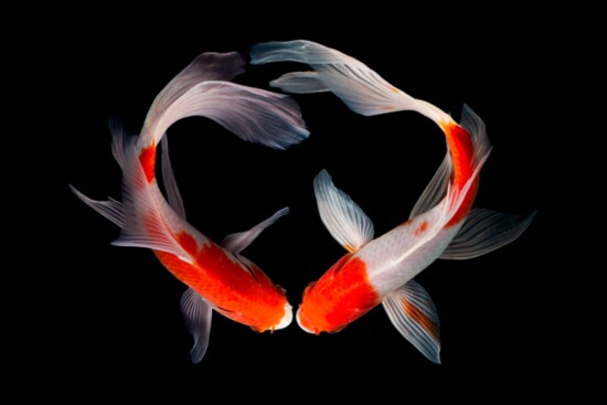 Koi fish are symbols of luck, ambition and perseverance.