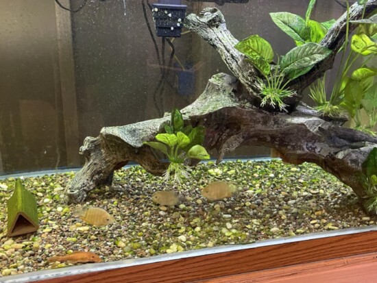 Photo by David Muser, YouTube: OTC Fish Keeper