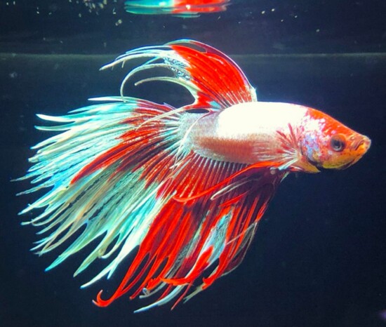 Crowntail Betta / Courtesy of Aqua World