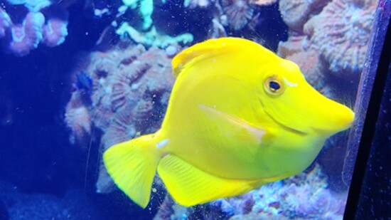 St. Louis Aquatics team members say they thrive on turning "aquatic dreams into realities."