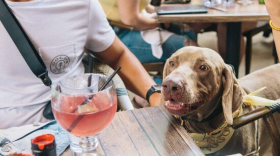 6 Dog Friendly Patios (that your kids will love too!)