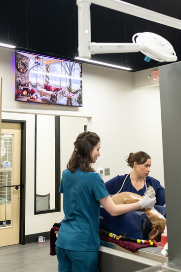 The team helps a family dog.