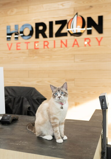 Horizon Veterinary’s rescued mascot cat "Puffin" welcomes clients at the clinic’s front desk.