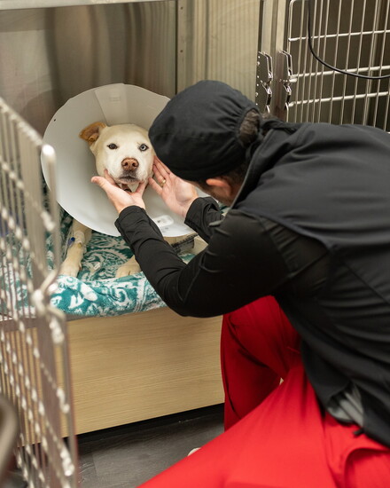 Dr Aaron Rainer comforts a recovering patient during a post treatment check.