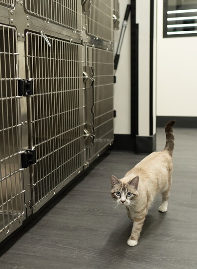 Horizon Veterinary’s rescued mascot cat strolls through the clinic’s treatment area.
