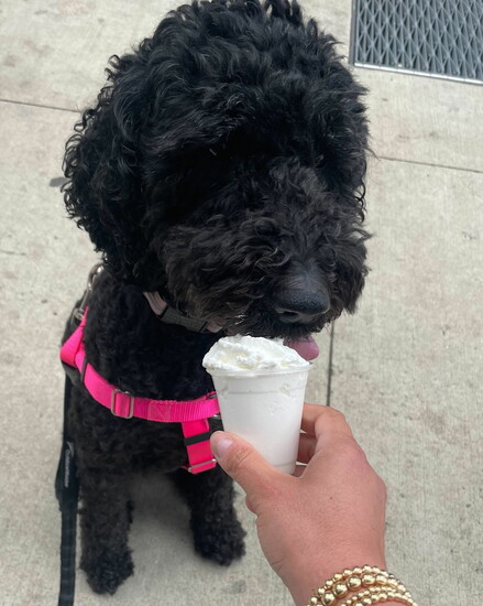 Doesn't every doggo love a good pup cup?