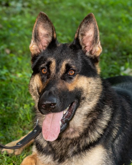 Jax, a K-9 partner with the Sheriff's Department