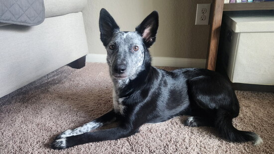 Avocado with a picture perfect pose (@kellyshearing)