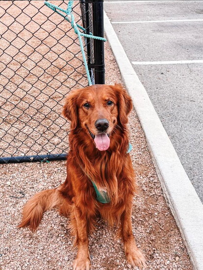 Buddy enjoying a day out (@AnnMarie Garza)