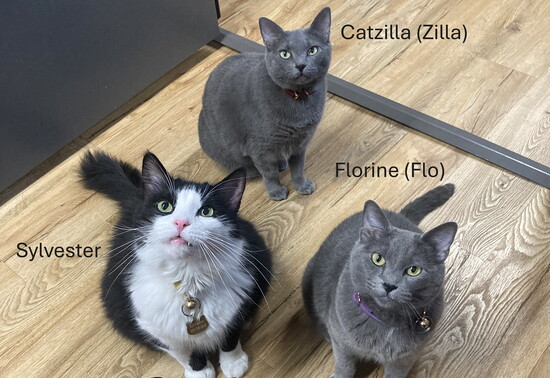 The Cats of Comaltex (@Kristine Eilers)