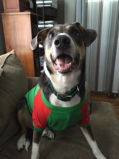 Dexter in his dashing shirt (@Leigh Anne DuBose)