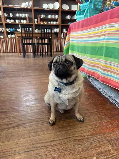 Frankie the Pug at Clay Casa (@frankie_the_pug)