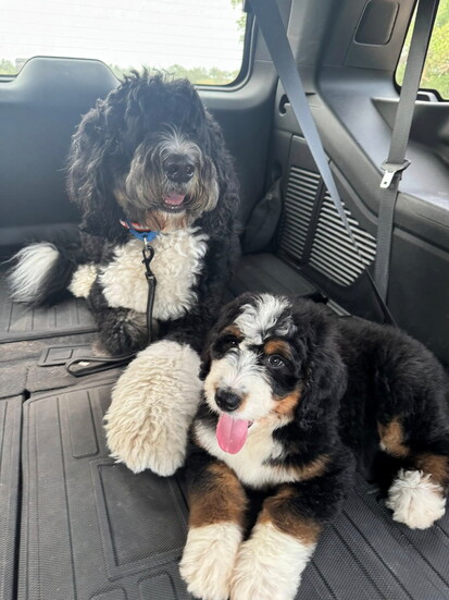 Audi-O and Hear-O riding back to Hear in Texas (@Christy Bard)