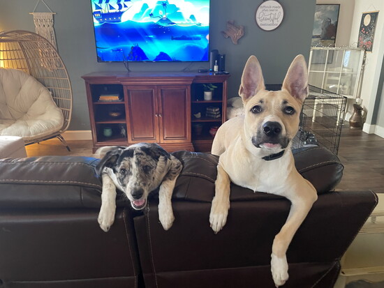 Dogs of The Oscar at Veramendi (@Jennifer Lester)