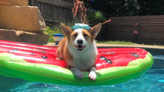 Kevin enjoying his pool day (@Brittany McDonald)