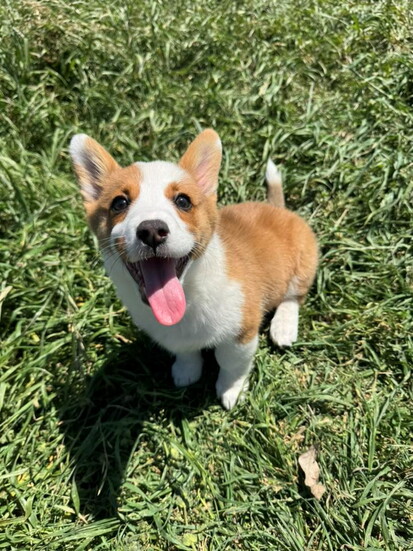 Maggie soaking in the sun (@Brittany Vasquez)