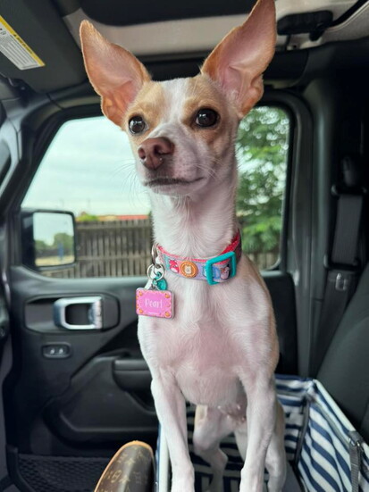 Pearl ready for the day's adventures (@Katie Jean)