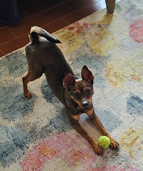 Pinnie ready to play ball (@Dee Hagerty)