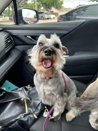 Reba after a fresh cut (@Andrea Stephens)