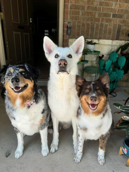 Sister, Paisley, and Honey sitting still for 0.5 seconds (@Brittany Vasquez)