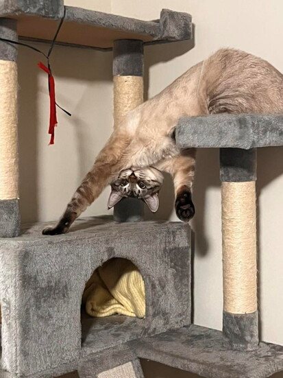 Whiskey seeing the world from another angle (@Hailee Carroll)