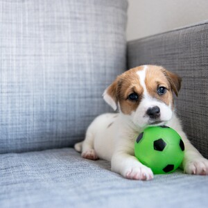 puppy%20with%20soccer%20ball-300?v=1