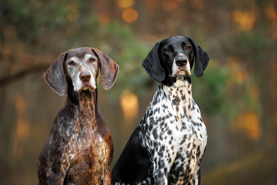 Two German shorthaired pointers.