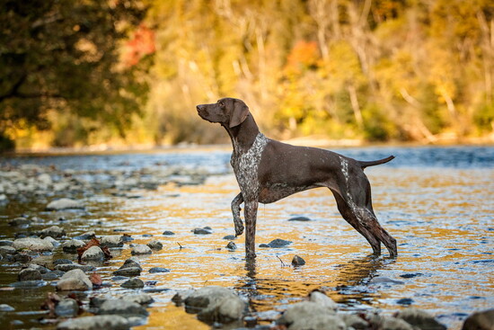 German shorthaired pointer in the water.