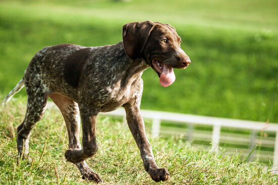 German shorthaired pointer running in a field. 