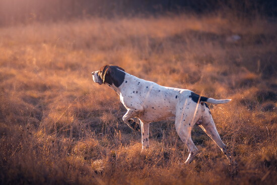 German shorthaired pointer in a field.